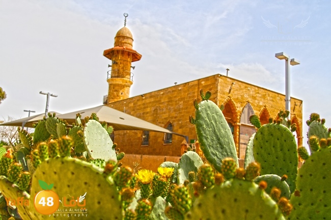 Jabaliya msoqwu (5).jpg